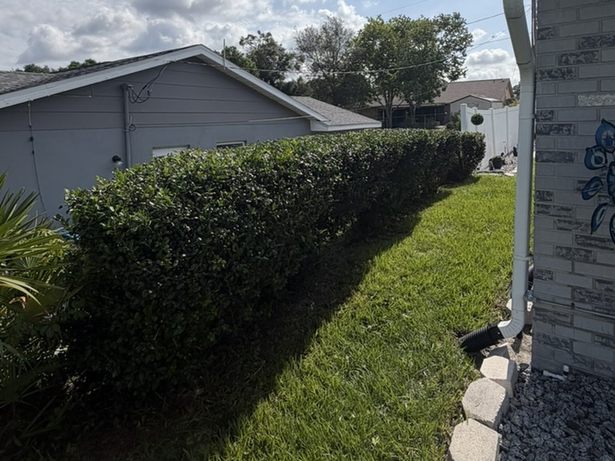 Long hedge row trimmed flat and even beside a Volusia County home